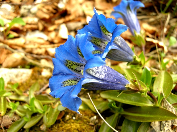 Gentiana dinarica / Genziana appenninica